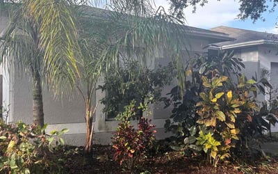 Photo of Gayle G.'s yard after getting tree care in Tarpon Springs, FL