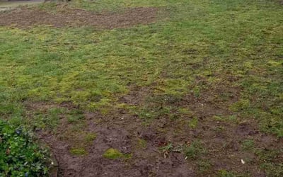 Photo of Jayne M.'s yard after getting landscaping in Molalla, OR