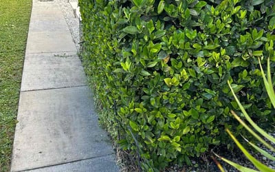 Photo of James S.'s yard after getting landscaping in Sharpes, FL