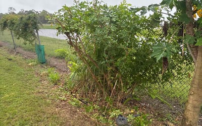 Photo of Louis P.'s yard after getting landscaping in Largo, FL