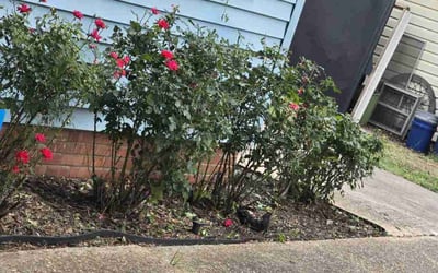 Photo of Charles G.'s yard after getting landscaping in Shreveport, LA