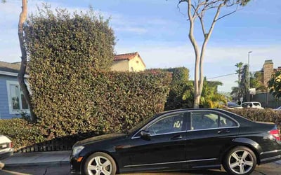Photo of Vanessa P.'s yard after getting tree care in Yorba Linda, CA