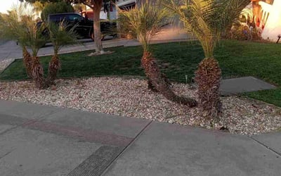 Photo of Andrew F.'s yard after getting tree care in Yorba Linda, CA
