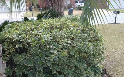 Photo of Schellie W.'s yard after getting landscaping in Cross, SC