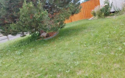 Photo of Tom S.'s yard after getting landscaping in Bailey, CO