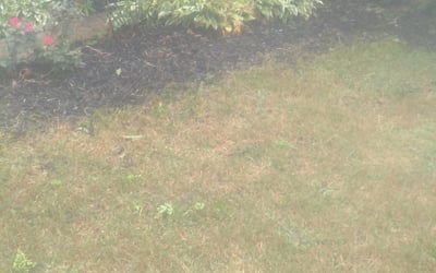 Photo of Jessica P.'s yard after getting landscaping in Shauck, OH