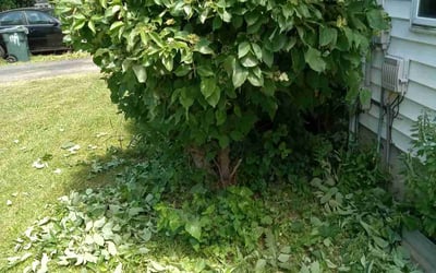 Photo of Alicia R.'s yard after getting landscaping in Mount Horeb, WI