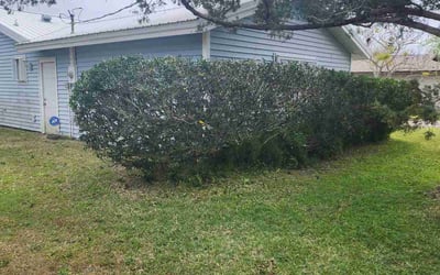 Photo of Caroline Z.'s yard after getting lawn care in Rockledge, FL