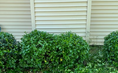 Photo of Cecelia C.'s yard after getting landscaping in Susan, VA