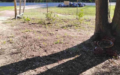 Photo of Mark M.'s yard after getting tree care in Marco Island, FL