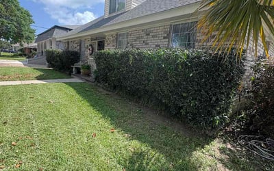 Photo of Chris N.'s yard after getting landscaping in Metairie, LA