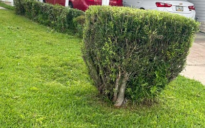 Photo of James M.'s yard after getting landscaping in Aripeka, FL