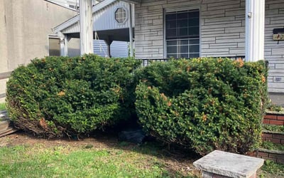Photo of Barbara J.'s yard after getting landscaping in Wilkes Barre, PA