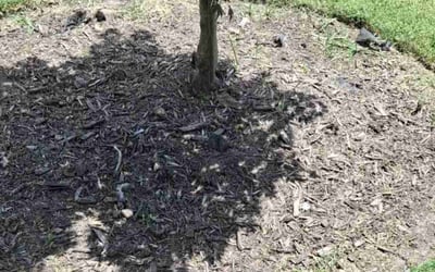 Photo of Dan S.'s yard after getting landscaping in Virginia Beach, VA