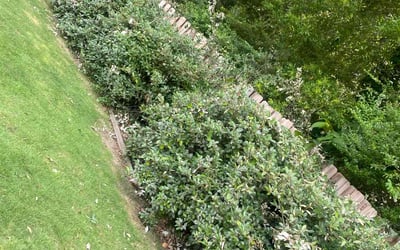Photo of David C.'s yard after getting landscaping in Birmingham, AL