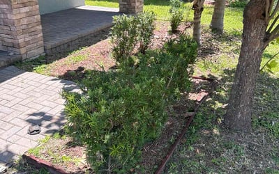 Photo of Daniel C.'s yard after getting tree care in Riverview, FL