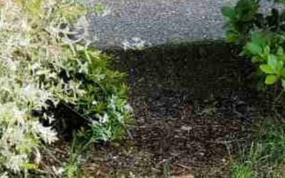 Photo of Seawon K.'s yard after getting tree care in Issaquah, WA