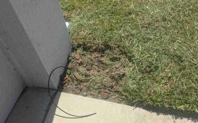 Photo of Anna L.'s yard after getting landscaping in Kissimmee, FL