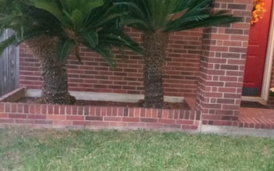 Photo of Brittany K.'s yard after getting tree care in Helotes, TX