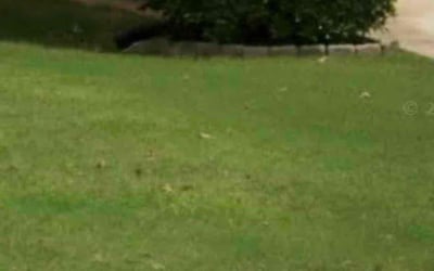 Photo of Kristen C.'s yard after getting landscaping in Cassville, GA
