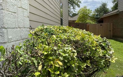 Photo of Cynthia K.'s yard after getting landscaping in Geronimo, TX