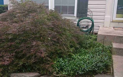 Photo of Cathy C.'s yard after getting landscaping in Frederick, MD