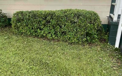 Photo of Kimberly C.'s yard after getting tree care in Tallahassee, FL