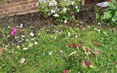 Photo of Chris K.'s yard after getting landscaping in Paris, VA