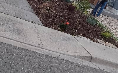 Photo of Monique A.'s yard after getting tree care in Los Angeles, CA