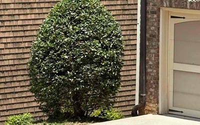 Photo of John M.'s yard after getting landscaping in Smyrna, GA