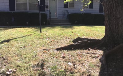 Photo of James R.'s yard after getting tree care in Harrisonville, MO