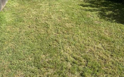 Photo of Precious J.'s yard after getting landscaping in Oakland, CA