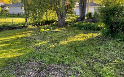 Photo of Ashley M.'s yard after getting landscaping in Minneapolis, MN