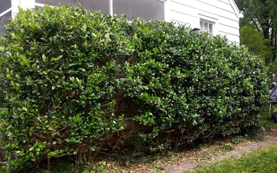 Photo of Suzanne H.'s yard after getting landscaping in Rockville, VA