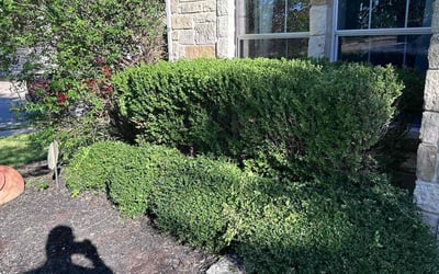 Photo of Joseph S.'s yard after getting landscaping in Driftwood, TX