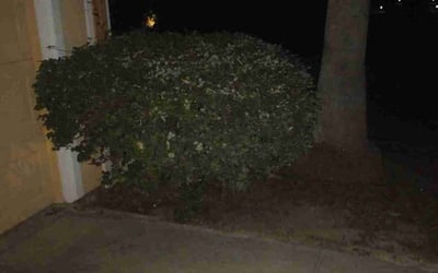 Photo of Rodney L.'s yard after getting landscaping in Ocala, FL