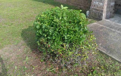 Photo of Anita G.'s yard after getting landscaping in Gonzalez, FL
