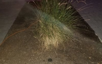 Photo of Steven F.'s yard after getting landscaping in Balm, FL
