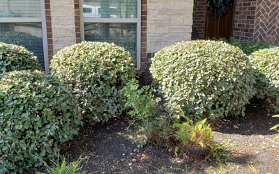 Photo of Ashley B.'s yard after getting landscaping in Danbury, TX