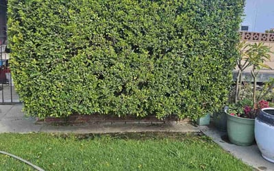 Photo of Sean C.'s yard after getting tree care in El Cajon, CA