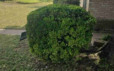 Photo of Sandra M.'s yard after getting landscaping in Mabank, TX