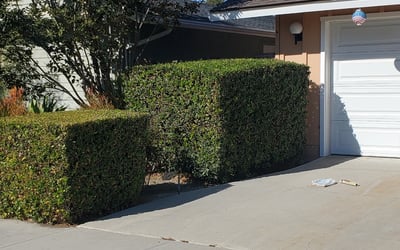 Photo of Alexis B.'s yard after getting landscaping in Laguna Beach, CA