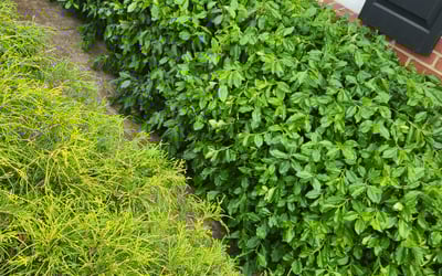 Photo of Leroy W.'s yard after getting landscaping in Amlin, OH