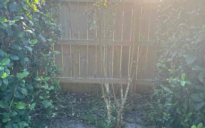 Photo of Lauren A.'s yard after getting tree care in Orlando, FL