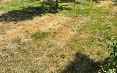 Photo of Elizabeth G.'s yard after getting landscaping in Garden City, ID