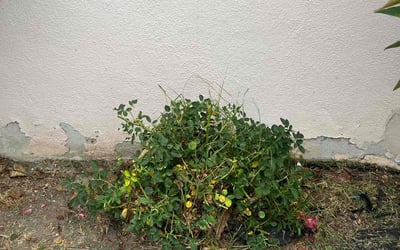 Photo of Vanessa P.'s yard after getting tree care in Yorba Linda, CA