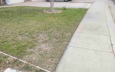 Photo of Lynda E.'s yard after getting tree care in Sunnyvale, CA