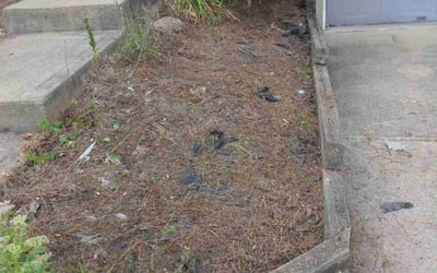 Photo of Harvey I.'s yard after getting lawn care in Independence, KY