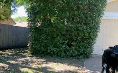Photo of George W.'s yard after getting landscaping in Bedford, TX
