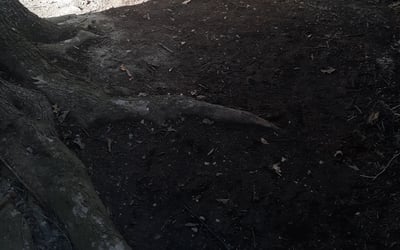 Photo of Amanda J.'s yard after getting landscaping in Lackey, VA